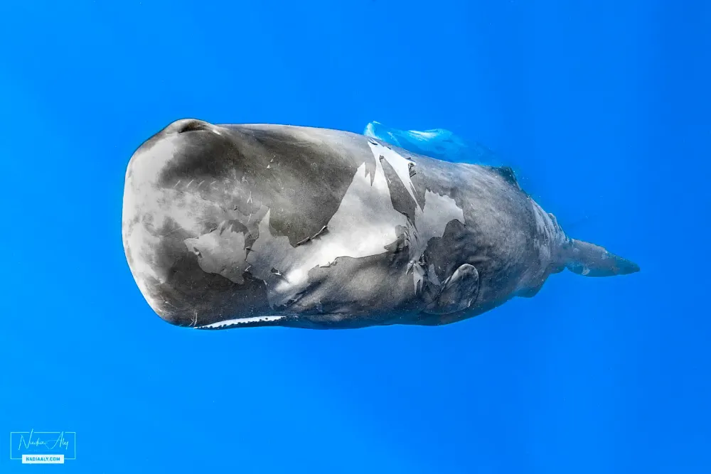 Swim with sperm whales in Dominica