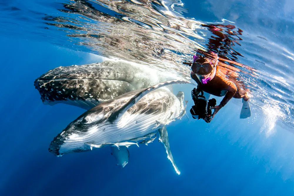 Swim with humpback whales in Tonga